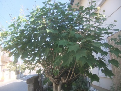 植木手入れ 橿原 便利屋さかもと